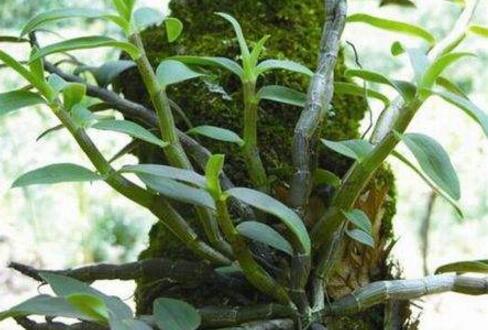 [农广天地]走进丽水探秘枇杷种植和仿野生铁皮石斛栽培技术